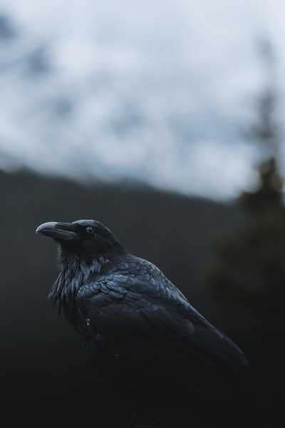 黑乌鸦的选择性聚焦摄影